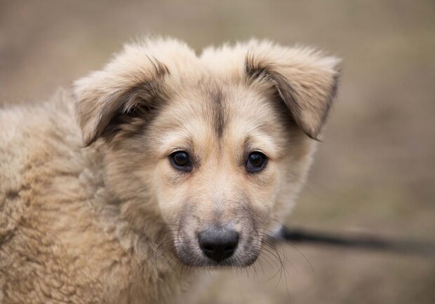 Помочь может каждый: запорожский приют ищет способ эвакуировать часть животных. 