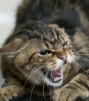 У Запоріжжі виявлено п'ять випадків захворювання тварин на сказ: як вберегтися