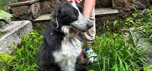 У парку у Львові знайшли тіло чоловіка, поруч із господарем кілька днів сидів собака