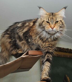 В Одессе за более 100 тысяч гривен продают котят: как выглядят самые дорогие пушистики