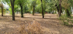 В Запорожье может появиться новый сквер возле Центрального пляжа