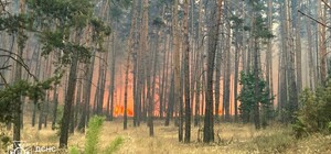 Под Балаклеей спасатели борются с лесным пожаром