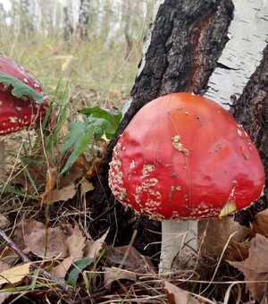 Бліда поганка, жовчний, сатанинський: які гриби не можна збирати
