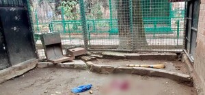 Інцидент за участю леопарда в одеському зоопарку: в якому стані постраждалий працівник