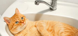 На следующей неделе в Днепре будут должникам отключать воду: адреса домов