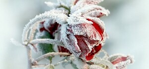 Посівний календар на січень 2025 року: що робити у саду та на городі