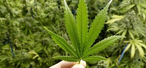 В Україні зареєстрували перші ліки на основі медичного канабісу: як їх можна купити