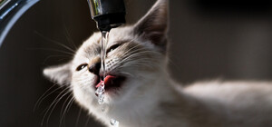 На следующей неделе в Днепре будут отключать воду должникам: адреса домов