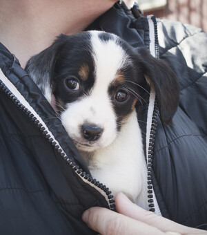 Дай шанс на счастливую жизнь: 10 животных, которых отдают в Запорожье бесплатно