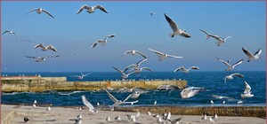 Первые весенние дни: какая погода будет в Одессе в эти выходные