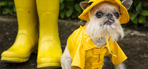 Сильный ветер и дождь: какой будет погода в Запорожье на выходных - 17 и 18 мая