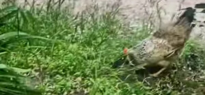 У Дніпрі на Лівобережному-3 вигулювали курку на повідці