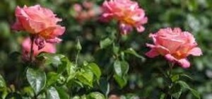 У Кривому Розі подружжя побило жінку ланцюгом за зривання квітів із клумби