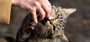 Под Харьковом — очередной случай бешенства у кота