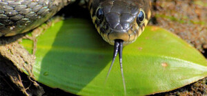 У Трускавці змія напала на чоловіка