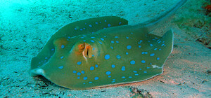 На Одещині в Чорному морі помітили небезпечного морського кота