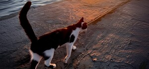 В Одесі відкрили ще три пляжі: які саме