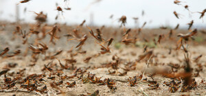 У Запоріжжі готуються до можливого нашестя сарани: місто розробляє алгоритм дій