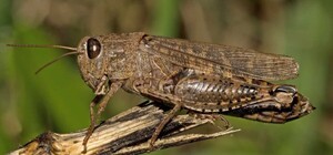 Запоріжжя атакує сарана: екологічна катастрофа внаслідок російської агресії