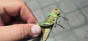 Жителі Дніпропетровської області фіксують поодинокі випадки нашестя сарани