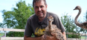 Семья из Запорожья, переехавшая на Франковщину, завела страусов и начала новую жизнь