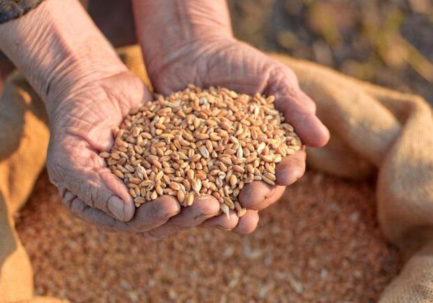 Россия вывезла 15 миллионов тонн украинского зерна с оккупированных территорий - 