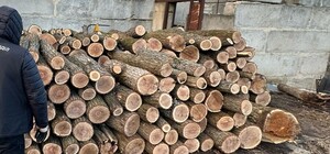 В Харьковской области блокировали масштабную вырубку деревьев