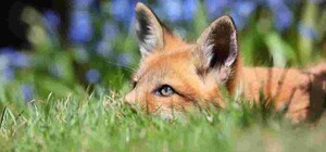 Жителів Чугуївського району просять бути обережними: у Печенігах виявили шалену лисицю