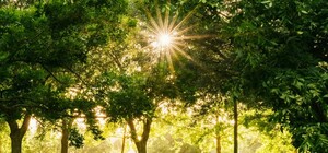 На Салтівці пропонують облаштувати новий парк