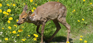 У Петропавлівській Борщагівці зафіксували сказ в зоопарку: до лікарні просять звернутися всіх відвідувачів