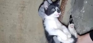В Харькове котенок застрял в бомбоубежище между плитами (видео)