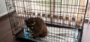 Доля єнота з 