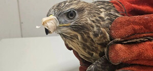 Отримав другий шанс: у Дніпрі врятували пораненого яструба з Донбасу