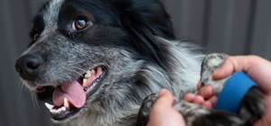 У комунальному підприємстві «Лев» запрацювала стоматологія для тварин: які послуги пропонують