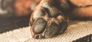 В Одесі на Трасі здоров'я вбили собаку: справу розслідує поліція