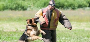 На зарплату у 120 000 гривень: у Харкові шукають кінологів