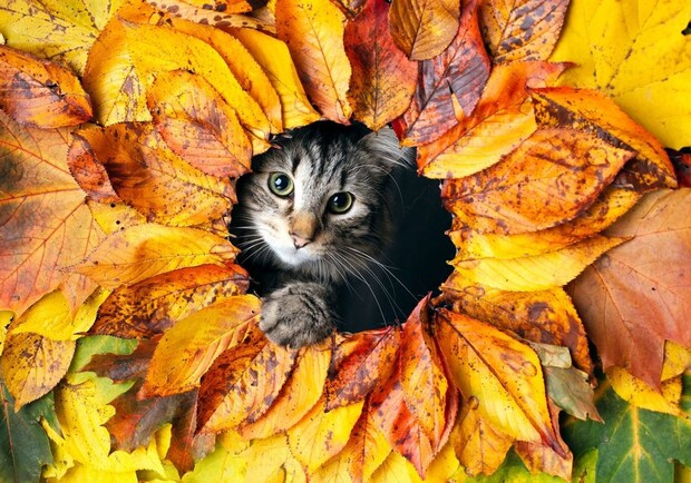 Сколько будет выходных и праздников в октябре 2025: календарь рабочих дней. 