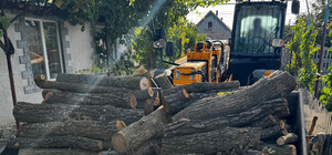 Вырубали дубы и акации без разрешения: в Одесской области будут судить двух мужчин, которые уничтожили лес более чем на полмиллиона гривен