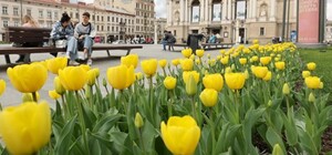 55 тисяч тюльпанів розквітнуть у Львові вже навесні 2026 року