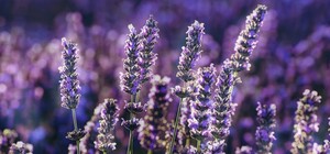 Львівський парк «На Валах» засадили лавандою 