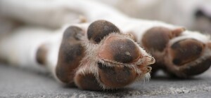 Бив кошеня та вбив цуценя: в Одеському районі затримали живодера