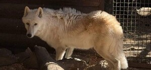 У Дніпрі волонтери врятували рідкісного білого вовка від продажу мисливцям