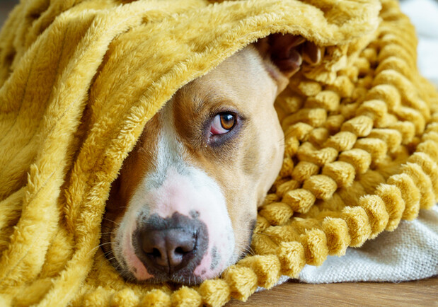 Як зігріти домашніх улюбленців у квартирі без опалення: поради для господарів -