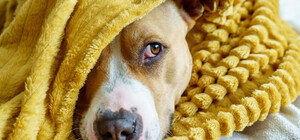 Як зігріти домашніх тварин у квартирі без опалення: поради для господарів