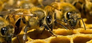 В Мелитополе оккупанты обязали пчеловодов регистрировать ульи: зачем это им