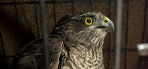 У Нікополі сокіл збив ворожий дрон і став героєм: зараз його лікують ветеринари