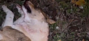 Не сбили, а пытались спасти: патрульные прокомментировали инцидент с гибелью собаки в Одессе