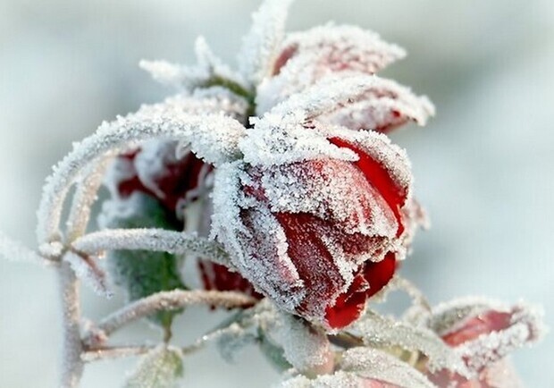 Посівний календар на грудень 2025 року: що робити у саду та на городі. 