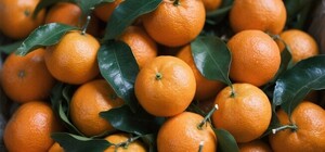 Де цими вихідними у Києві пройдуть продуктові ярмарки. Адреси