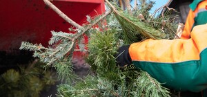 В Одессе открыли пункты приема елок: адреса